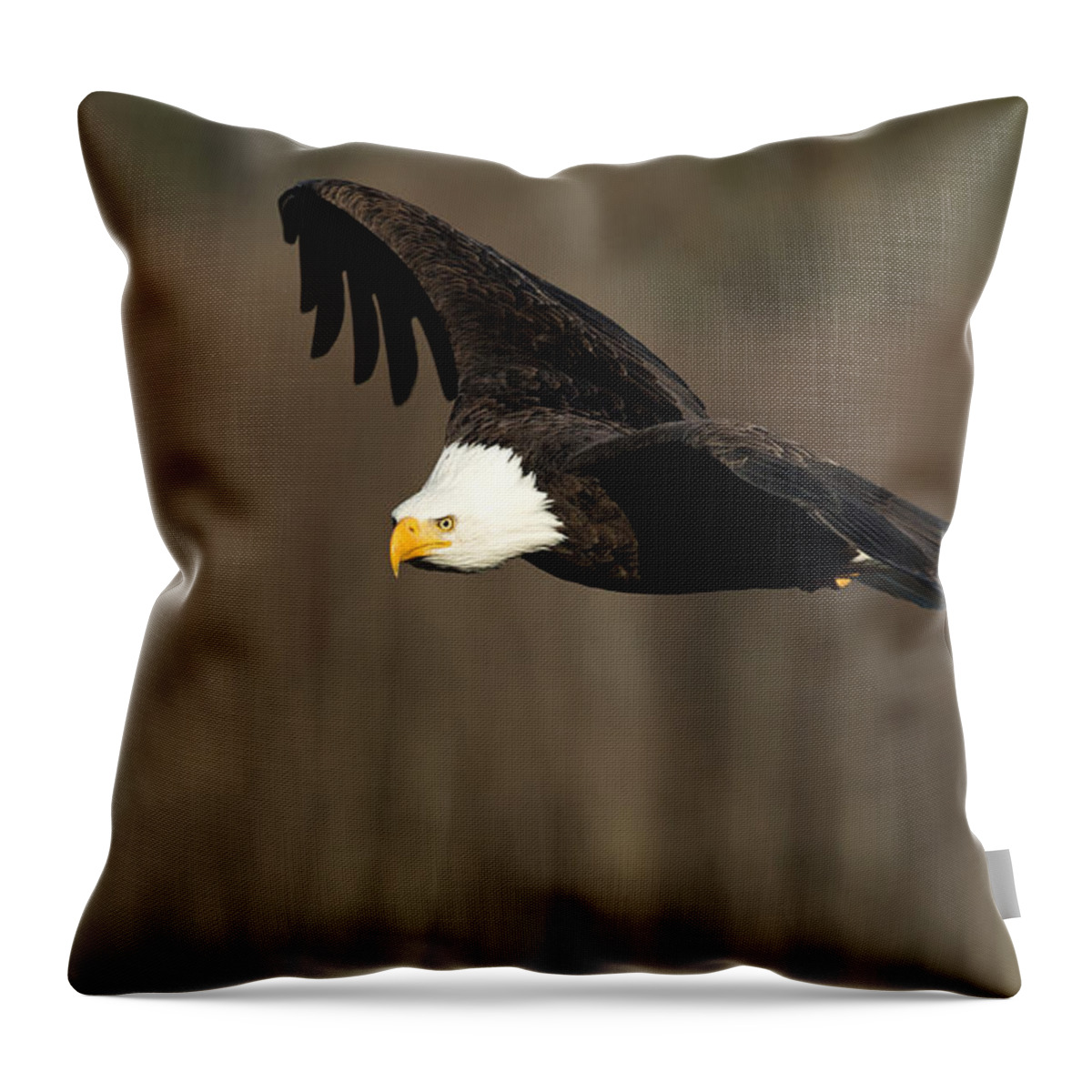 Eagle Throw Pillow featuring the photograph Having a Look-See by Shari Sommerfeld