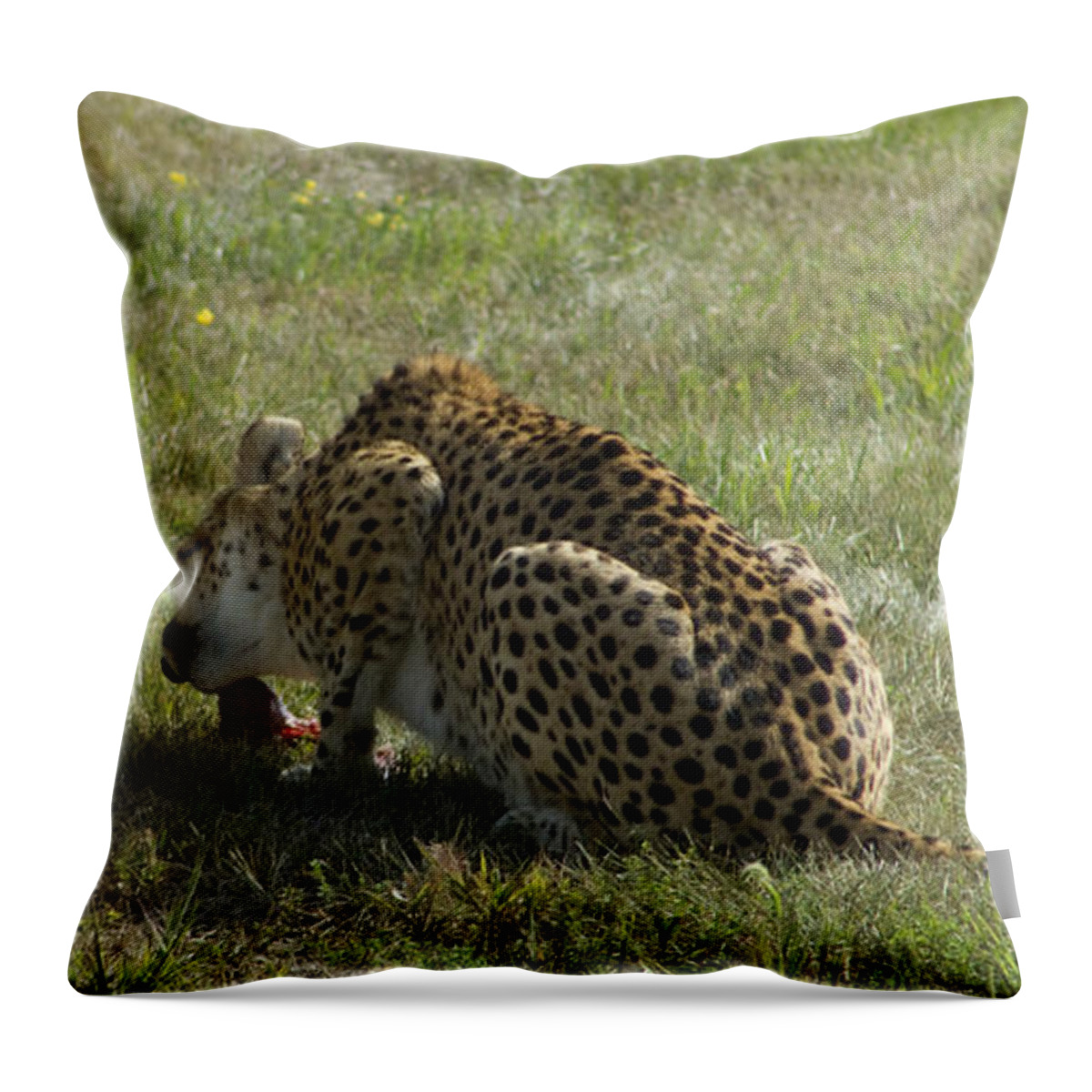 Cheetah Throw Pillow featuring the photograph Having Lunch by David Yocum