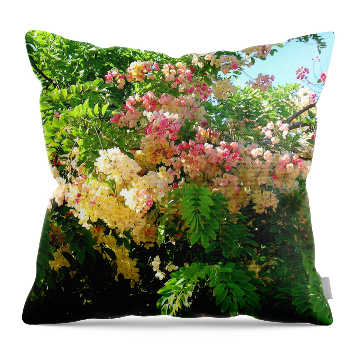 Rainbow Shower Tree Throw Pillow featuring the photograph Hawaii Rainbow Shower Tree by James Temple