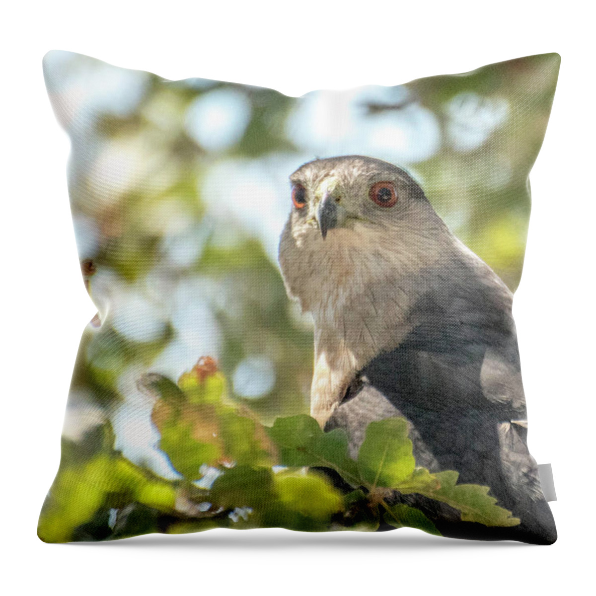  Throw Pillow featuring the photograph Hawk 3 by Wendy Carrington