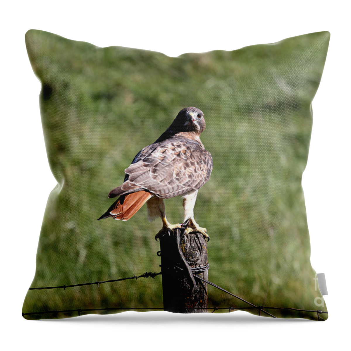 Hawk Throw Pillow featuring the photograph Hawk and Snake by Rick Rauzi