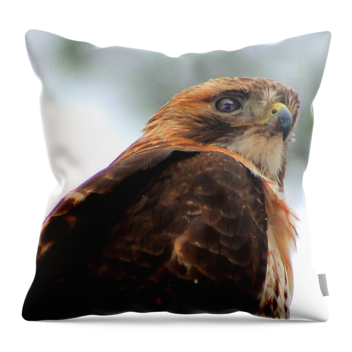 Hawk Throw Pillow featuring the photograph Hawk by Bruce Patrick Smith