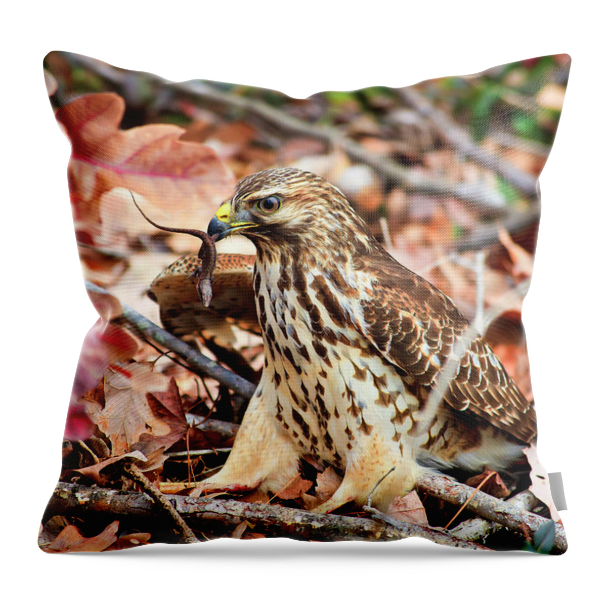 Red Throw Pillow featuring the photograph Hawk Catches Prey by Jill Lang