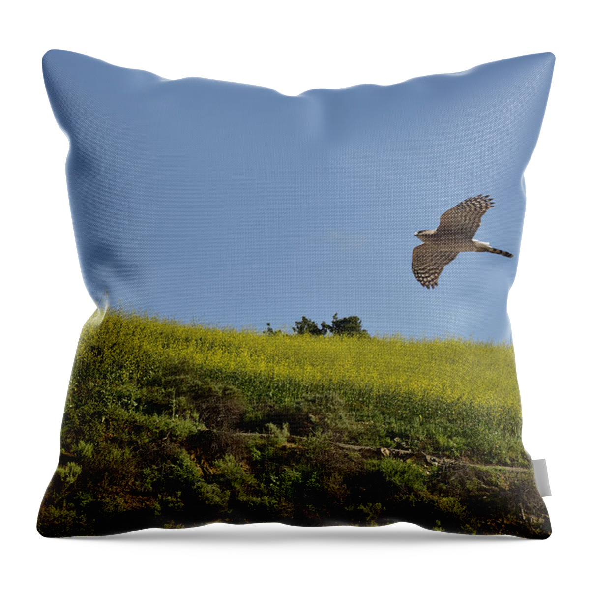 Linda Brody Throw Pillow featuring the photograph Hawk Flying over Field of Yellow Mustard by Linda Brody