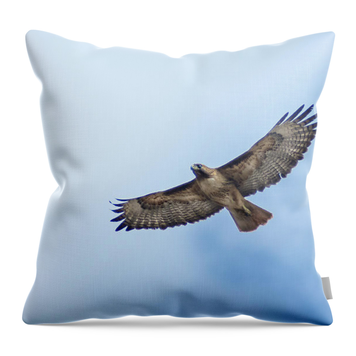Raptor Throw Pillow featuring the photograph Hawk Flyover 2 by Rick Mosher