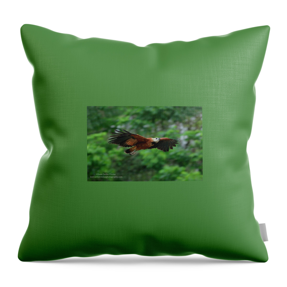 Hawk Throw Pillow featuring the photograph Hawk by Jackie Russo