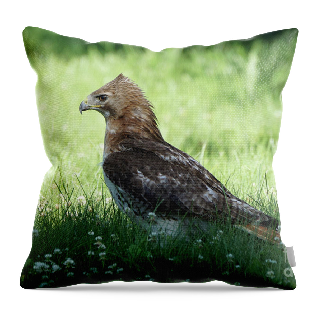 Hawk Throw Pillow featuring the photograph Hawk on the Ground 1 - Tight Grip on Dinner by Robert Alter Reflections of Infinity