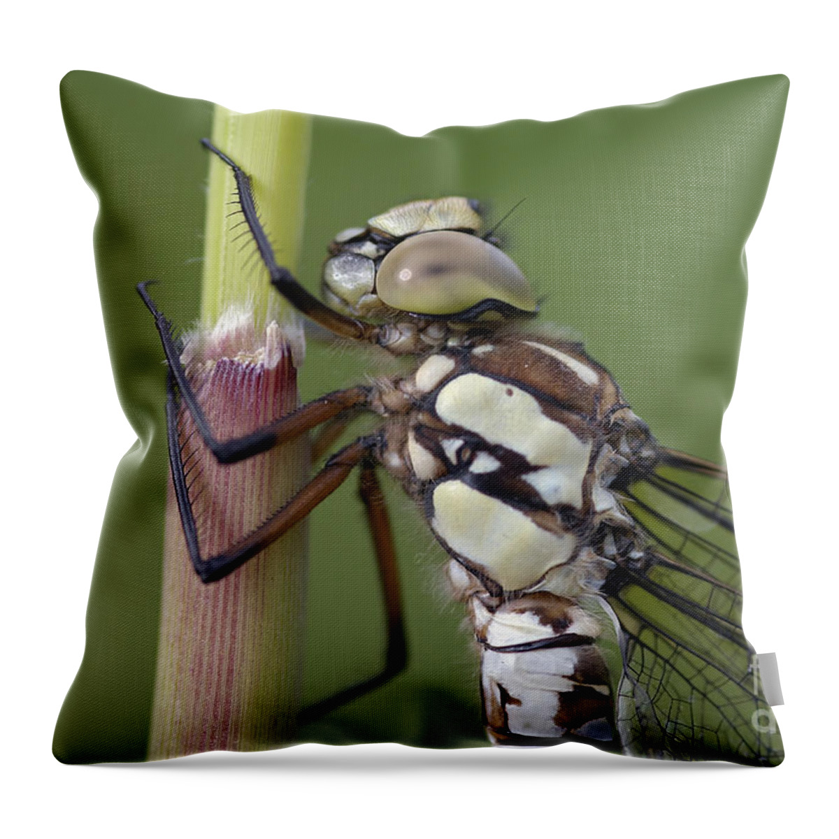 Undyed Throw Pillow featuring the photograph Head Of The Dragonfly by Michal Boubin