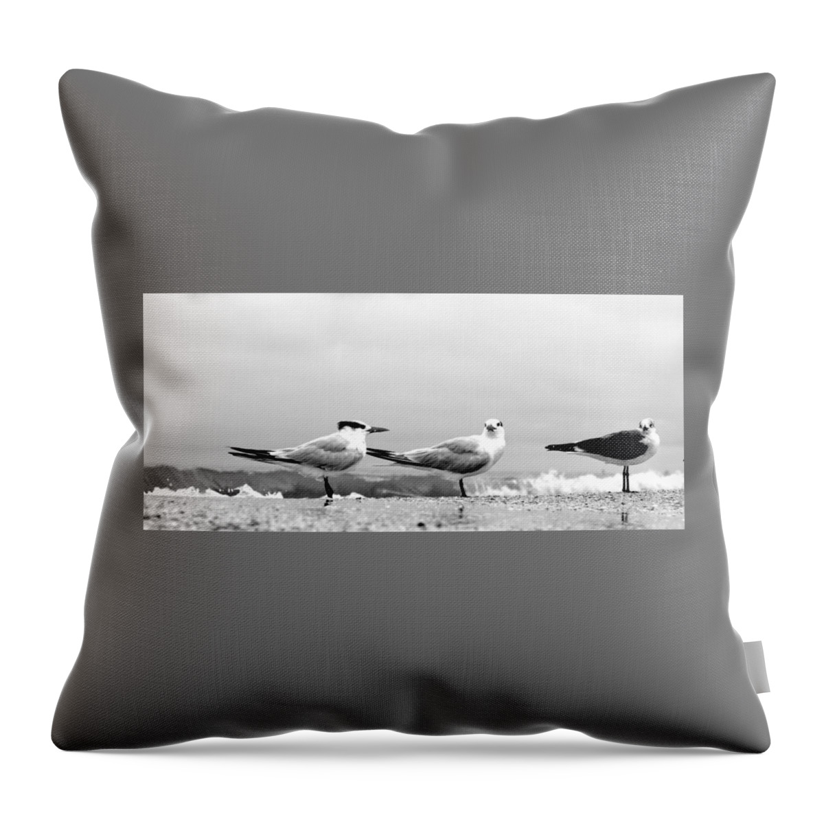 Tern Throw Pillow featuring the photograph Heads Turned by David Ralph Johnson