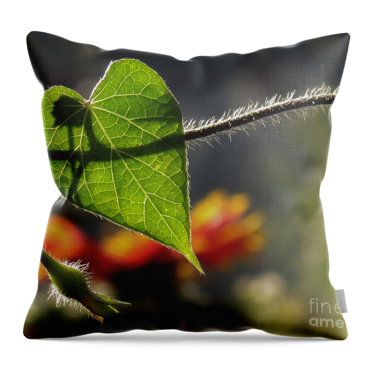 Nature Throw Pillow featuring the photograph Heart Leaf 1 by Christy Garavetto