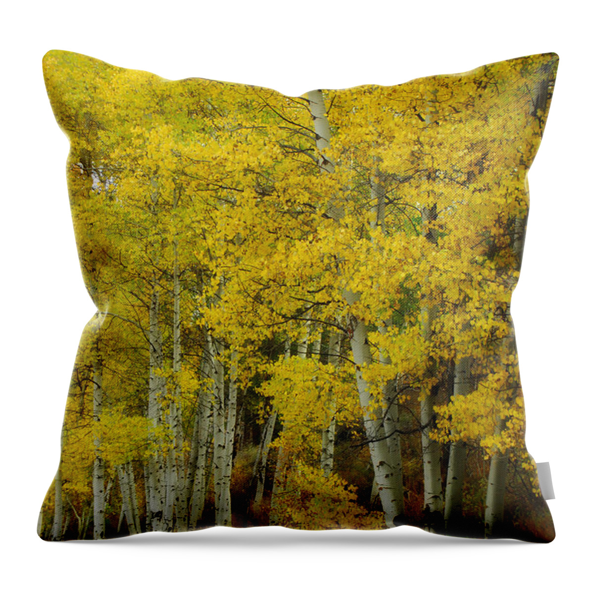 Birch Trees Throw Pillow featuring the photograph Heavenly Light by Donna Blackhall