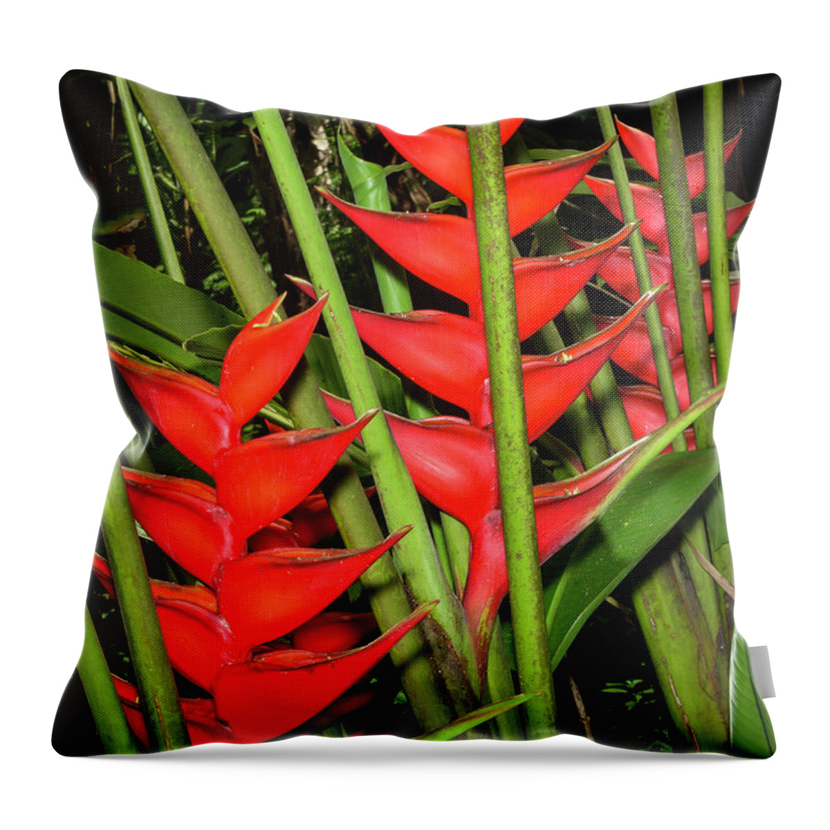Flowers Throw Pillow featuring the photograph Heliconia by Jim Thompson