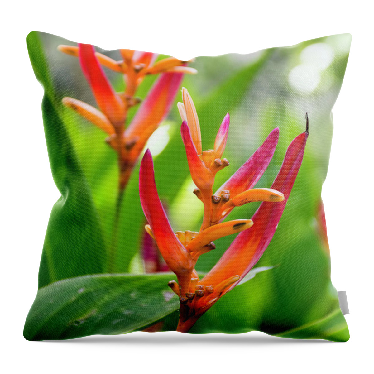 Heliconia Throw Pillow featuring the photograph Heliconia Psittacorum by Eddie Yerkish