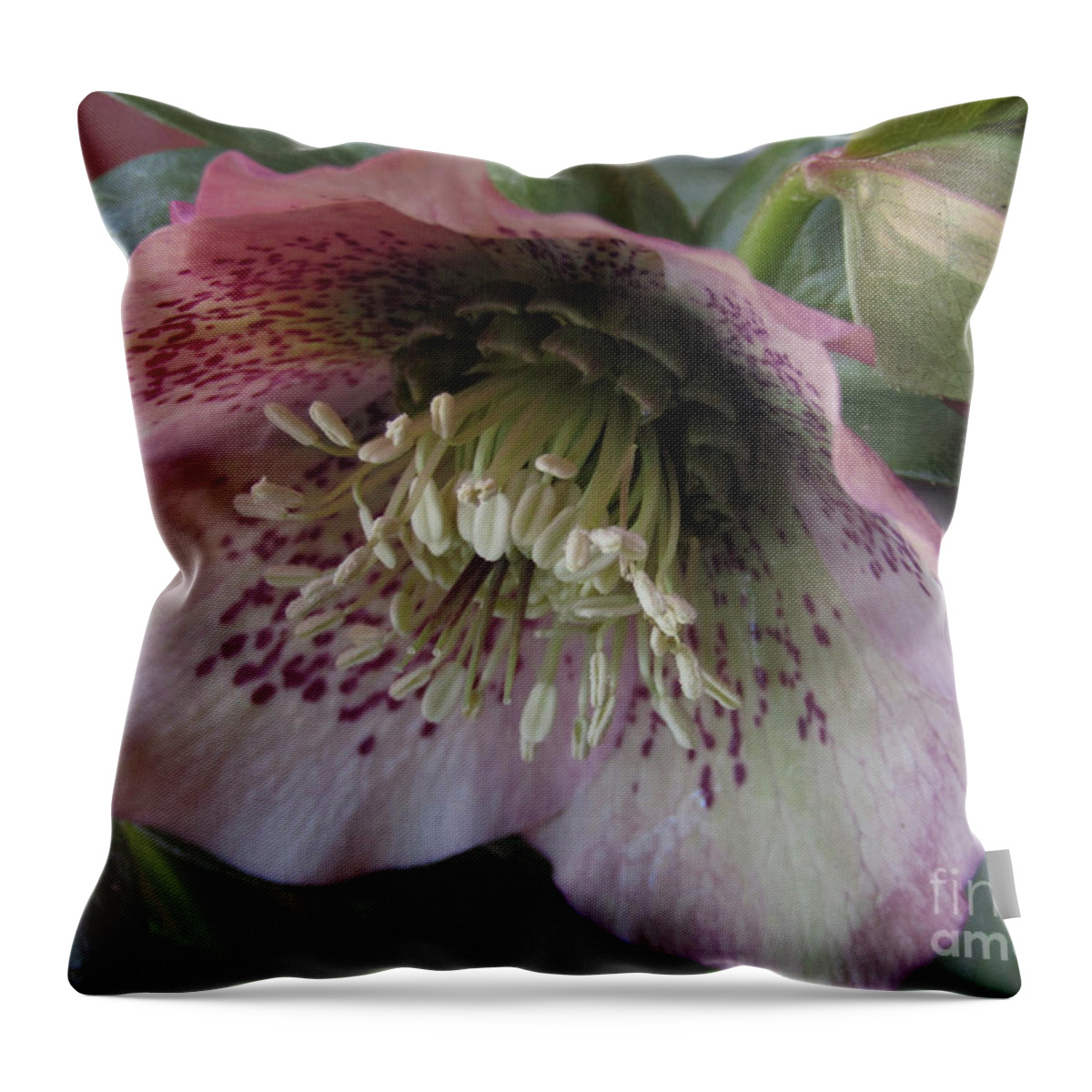Hellebore. Pink Hellebore Throw Pillow featuring the photograph Hellebore Beauty 4 by Kim Tran