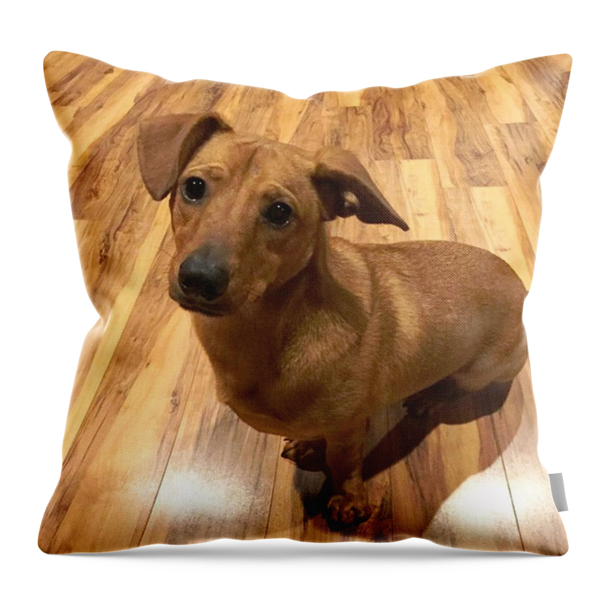 Forever Home Throw Pillow featuring the photograph Marley by Leah McPhail