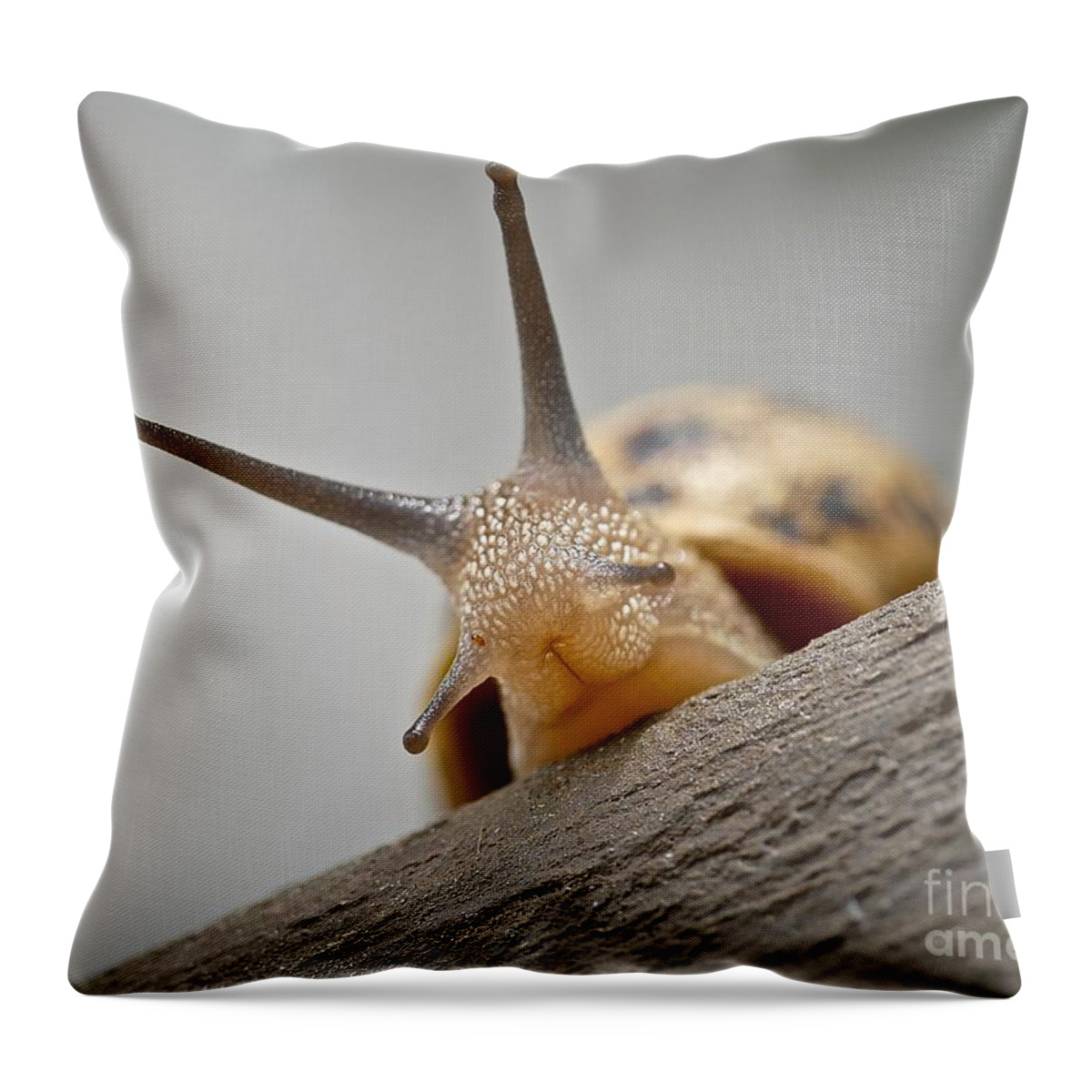 Slug Throw Pillow featuring the photograph Hello There by Elisabeth Derichs