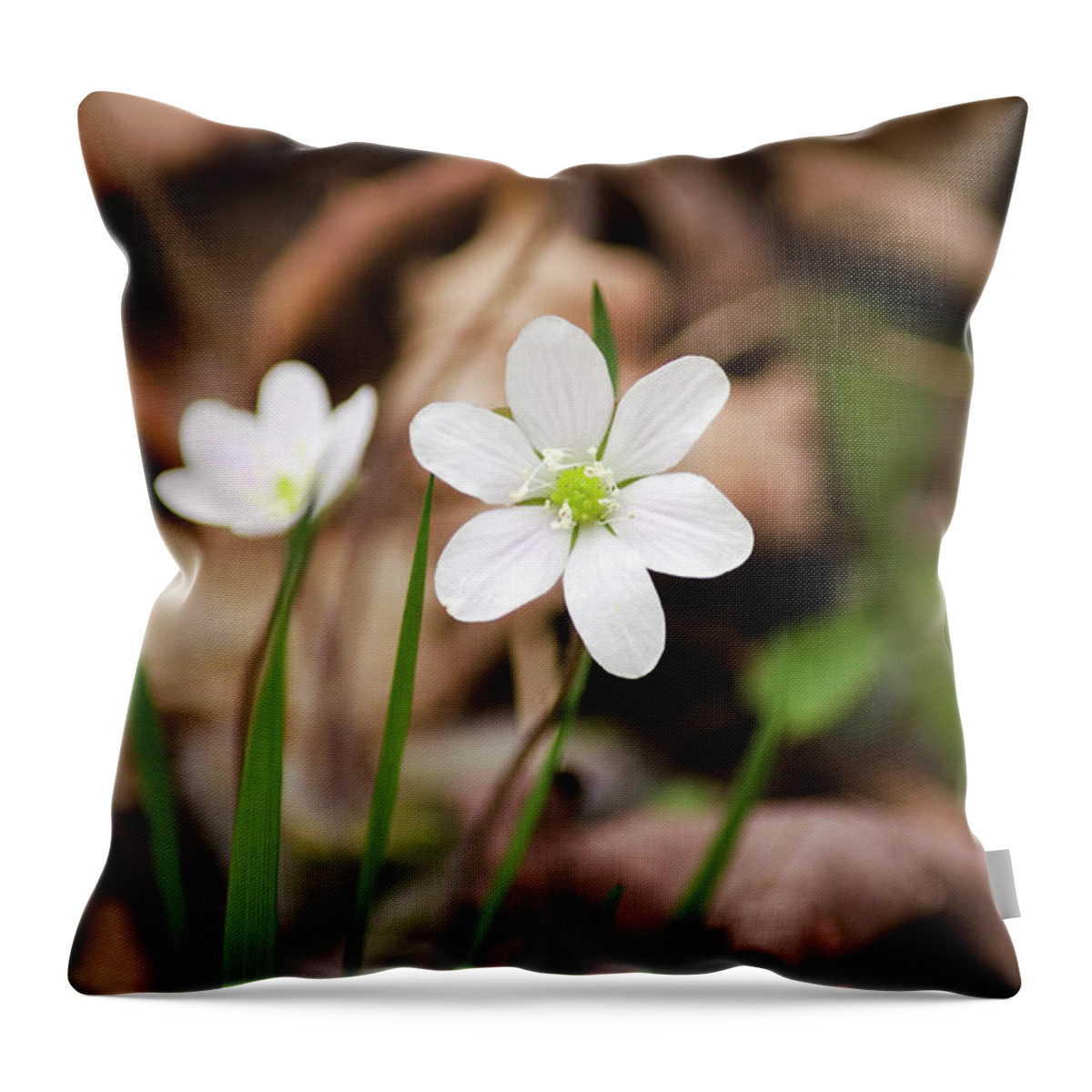 Wildflowers Throw Pillow featuring the photograph Hepatica Wildflowers by Christina Rollo