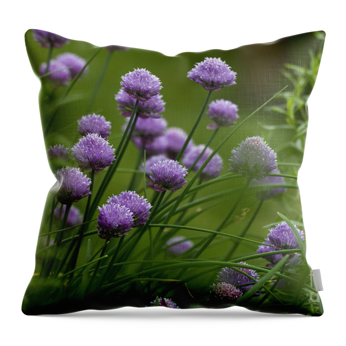 Clare Bambers Throw Pillow featuring the photograph Herb Garden. by Clare Bambers