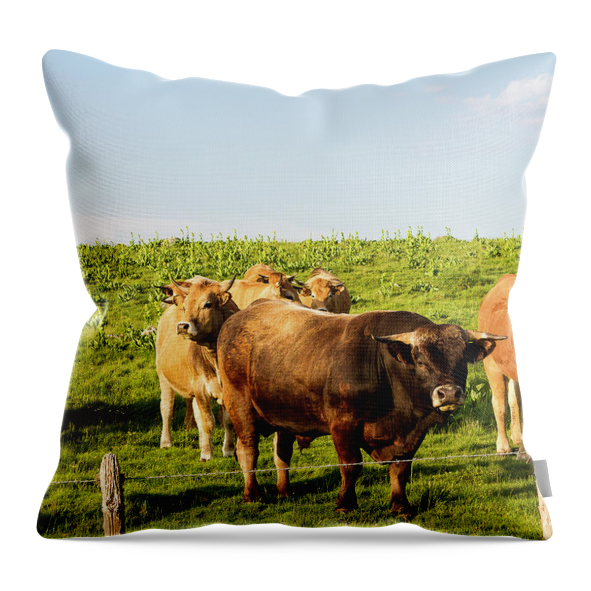 Dairy Cows Throw Pillow featuring the photograph Herd of dairy cows # II - Aubrac - France by Paul MAURICE