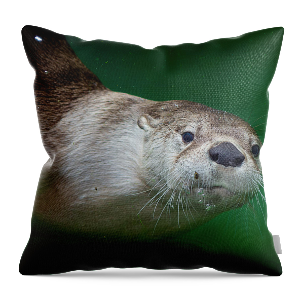 Greg Nyquist Throw Pillow featuring the photograph Here's Looking at You #1 by Greg Nyquist