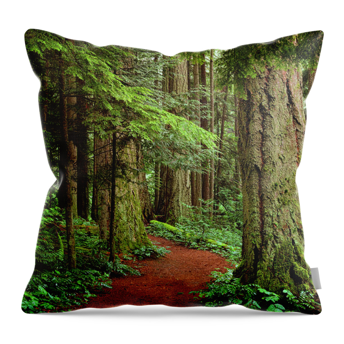 Forest Throw Pillow featuring the photograph Heritage Forest 2 by Randy Hall