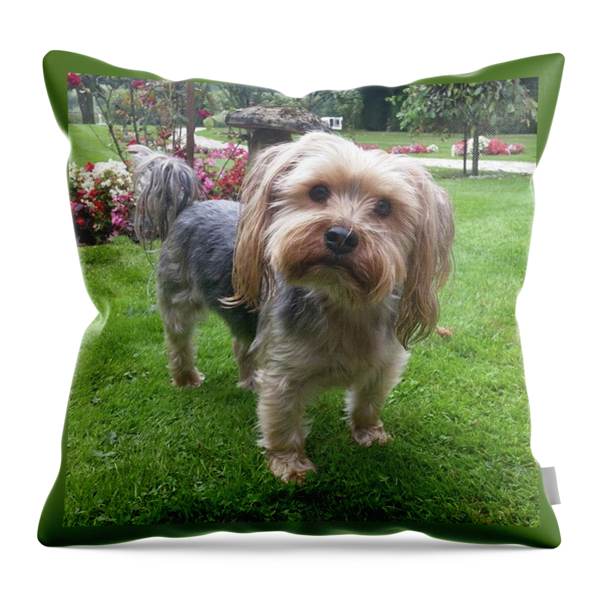 Dog Throw Pillow featuring the photograph Pottering About The Garden by Rowena Tutty