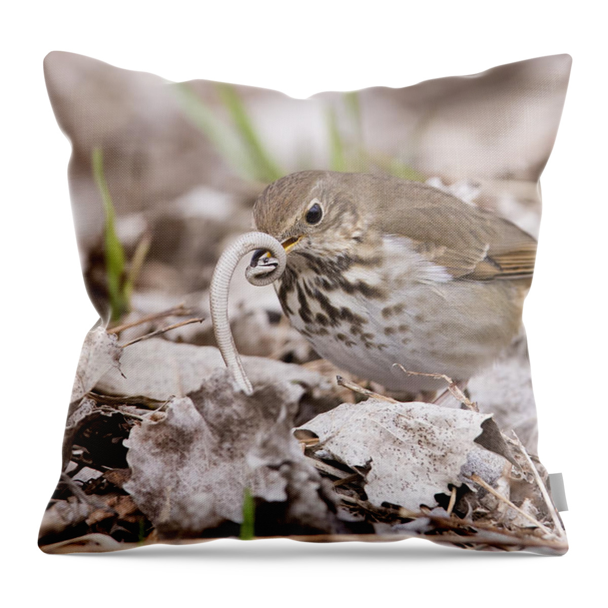 Storeria Throw Pillow featuring the photograph Hermit thrush vs Brown snake by Mircea Costina Photography