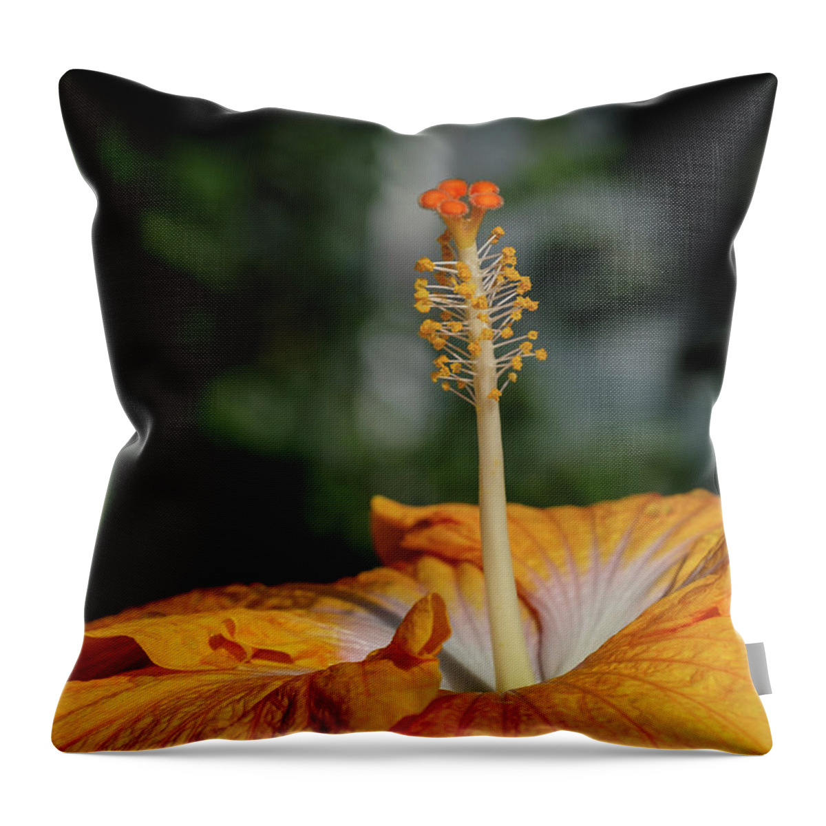 Hibiscus; Orange Throw Pillow featuring the photograph Hibiscus #1 by Georgette Grossman