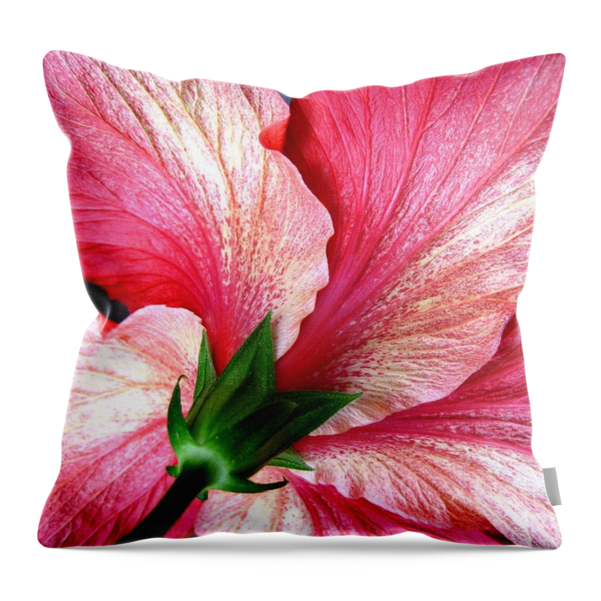 Hibiscus Throw Pillow featuring the photograph Hibiscus #5 by Cindy Schneider