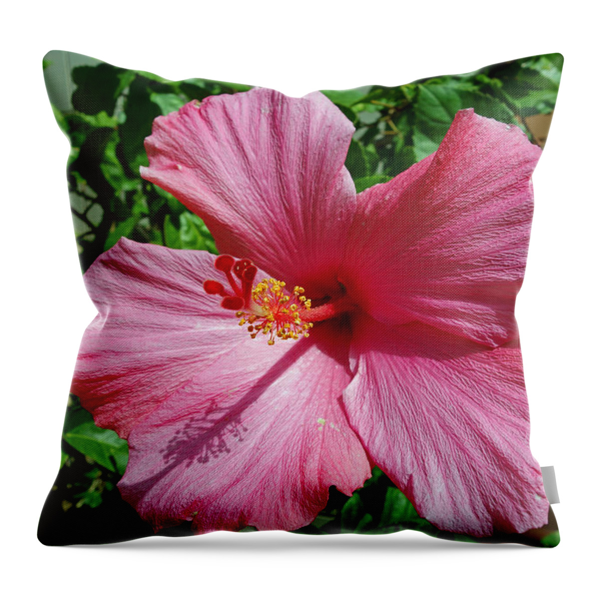 Flower Throw Pillow featuring the photograph Hibiscus flower by Gary Corbett