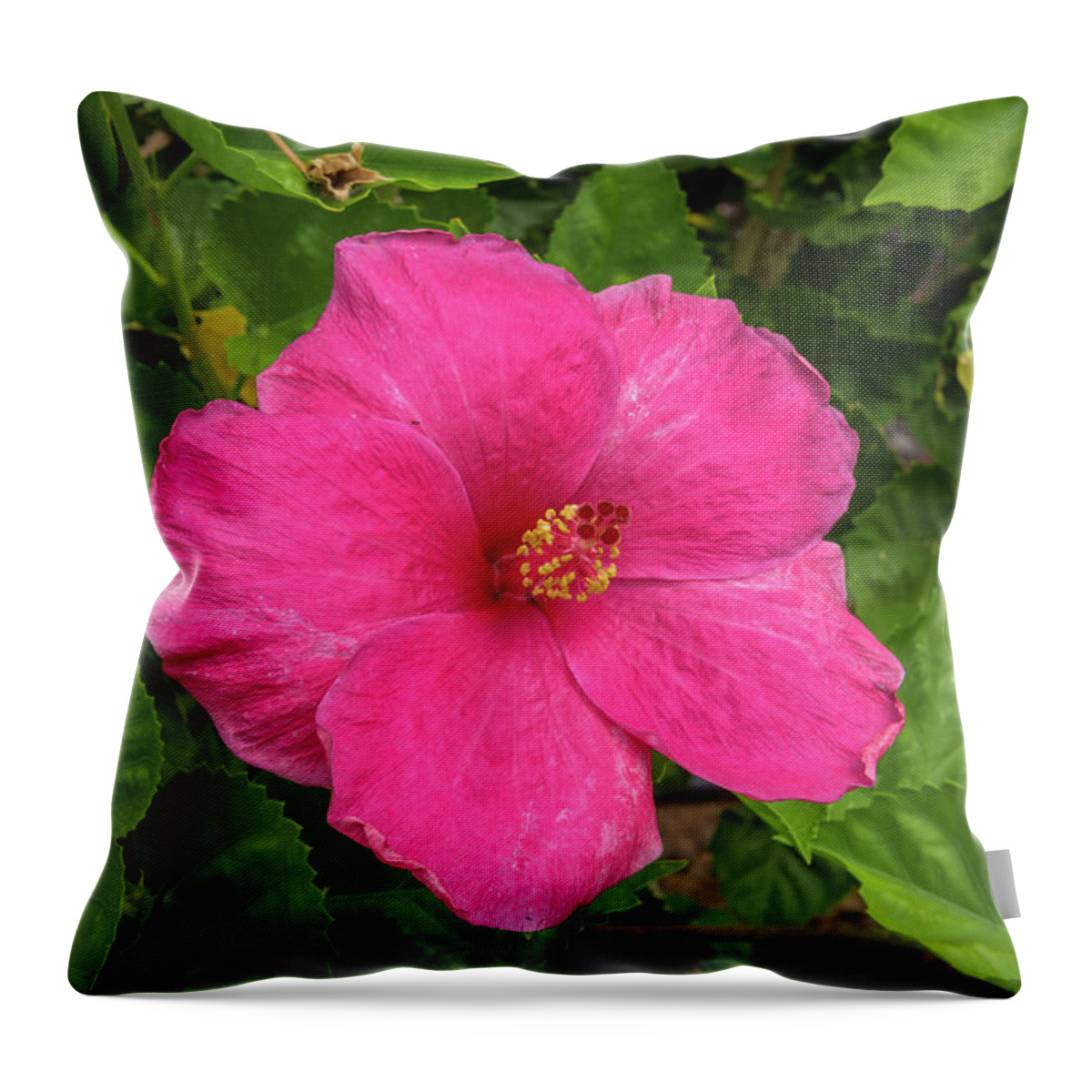 Flowers Throw Pillow featuring the photograph Hibiscus by Jim Thompson