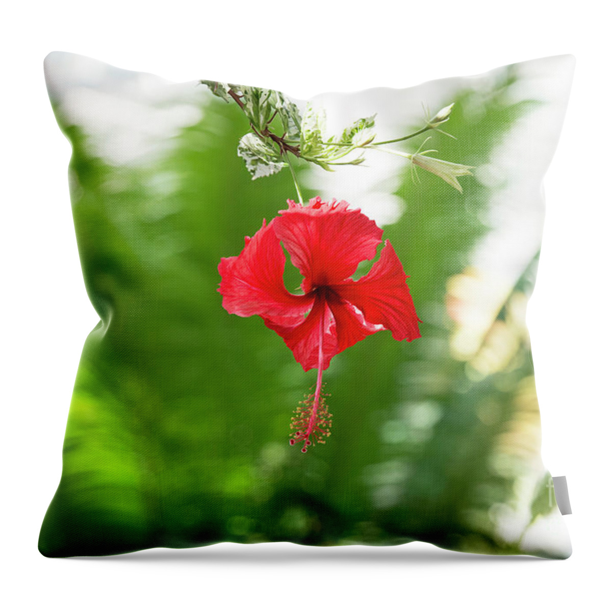 Hibiscus Rosa Sinensis Cooperi Throw Pillow featuring the photograph Hibiscus by Tim Gainey