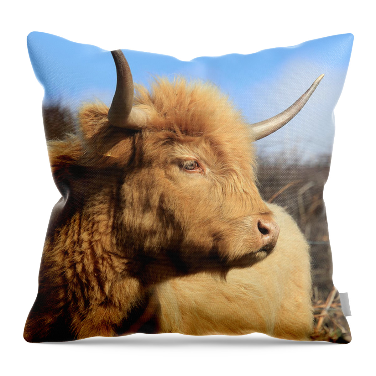 Highland Cattle Throw Pillow featuring the photograph Highland Cattle by Tony Mills