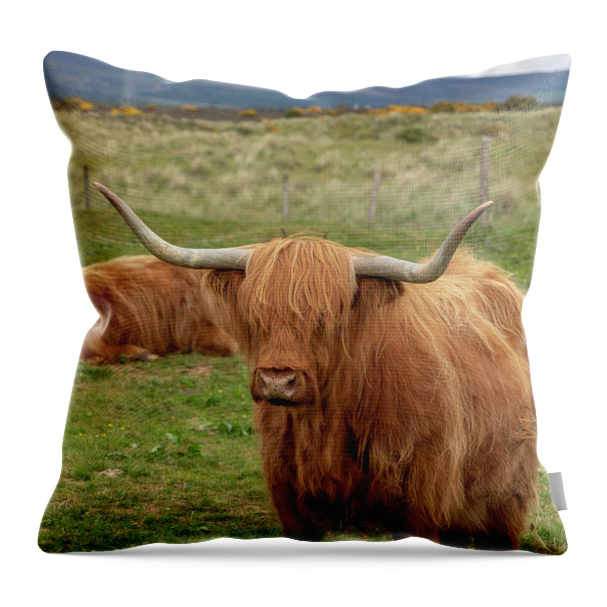 Animal Throw Pillow featuring the photograph Highland Cow 1396 by Teresa Wilson