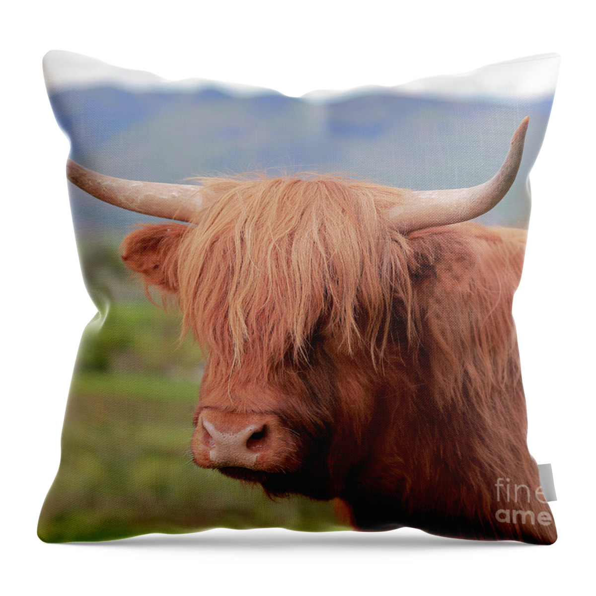 Highland Cow Throw Pillow featuring the photograph Highland Cow Portrait by Maria Gaellman