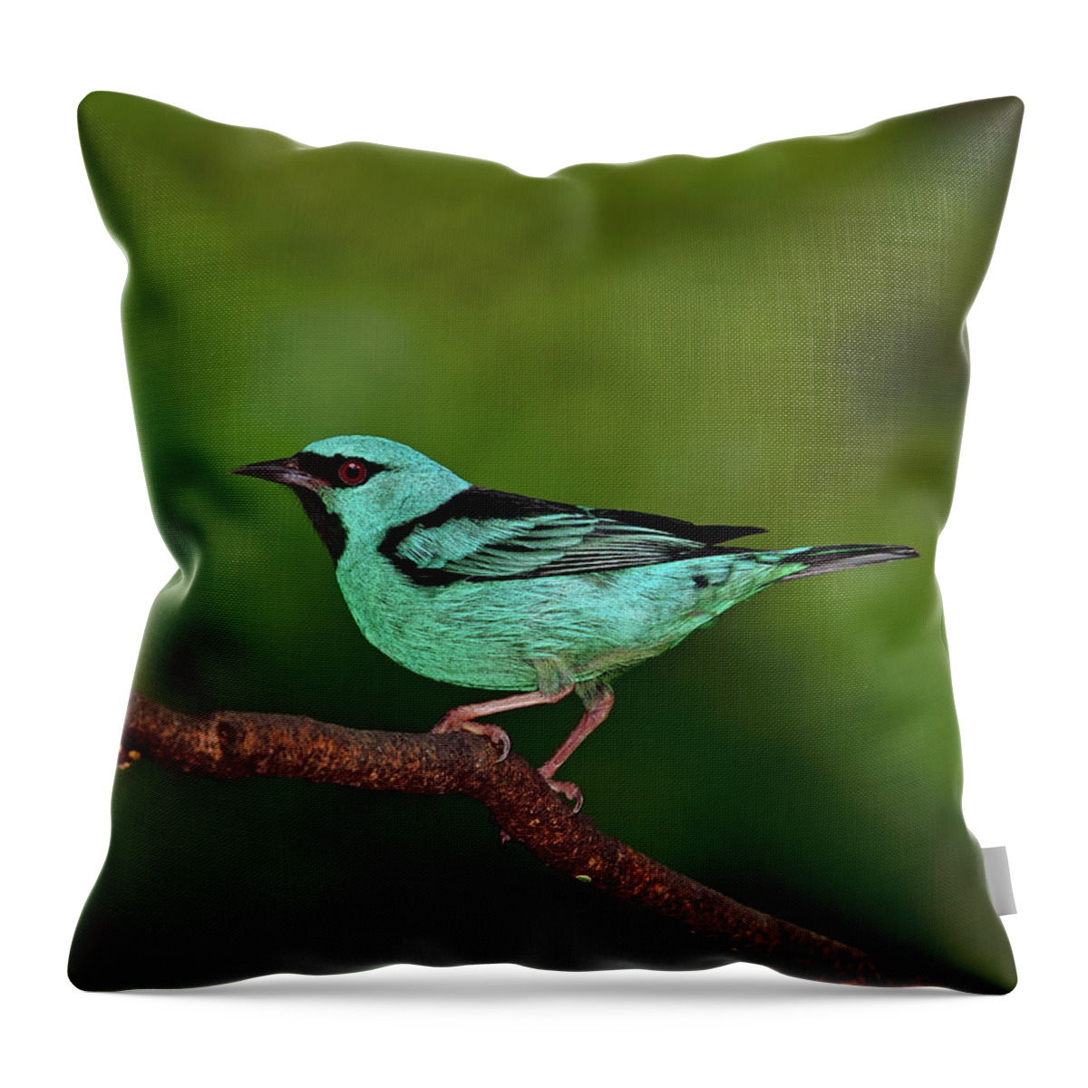 Blue Dacnis Throw Pillow featuring the photograph Highlight by Tony Beck