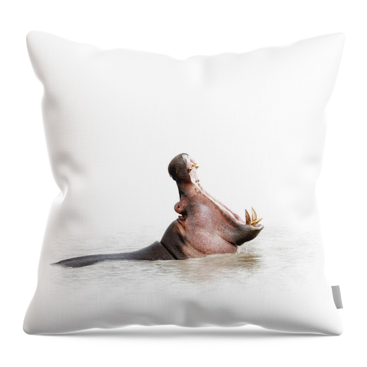 Hippo Throw Pillow featuring the photograph Hippo Mouth Wide Open Isolated on White by Good Focused