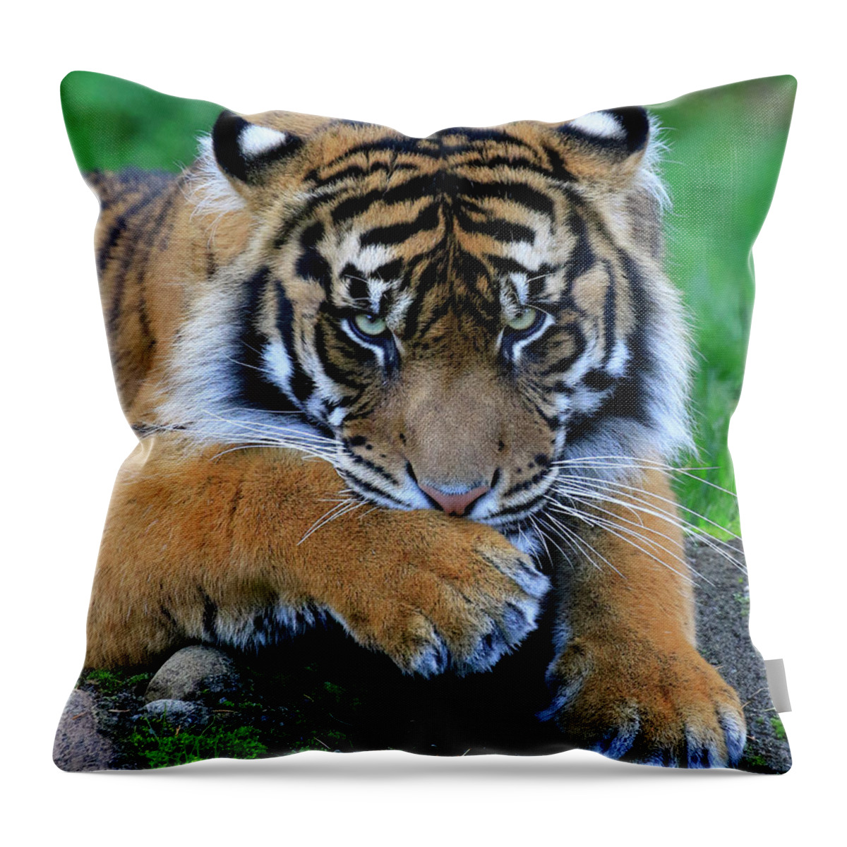 Tiger Throw Pillow featuring the photograph Hmmm by Steve McKinzie