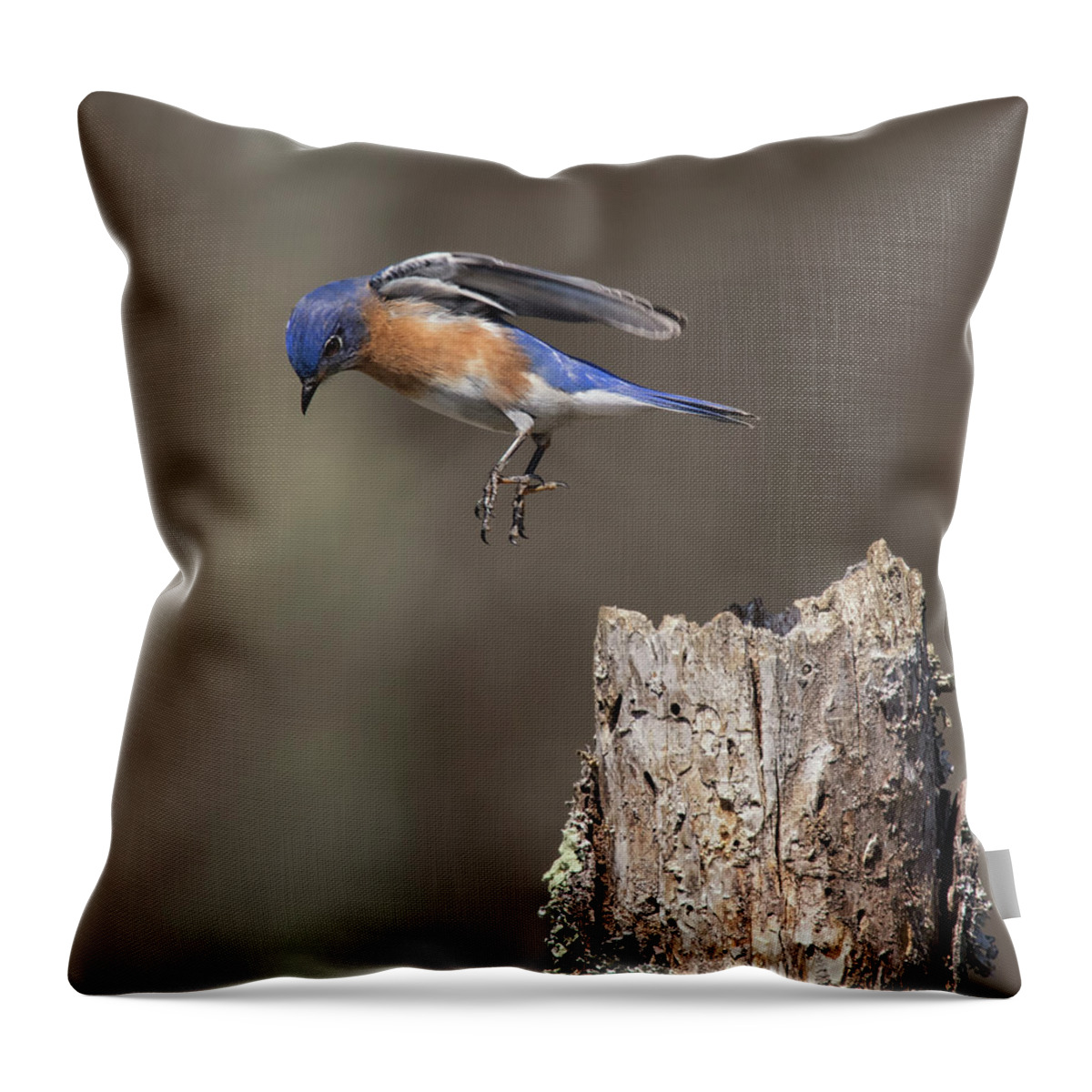 Bluebird Throw Pillow featuring the photograph Hoedown by Art Cole