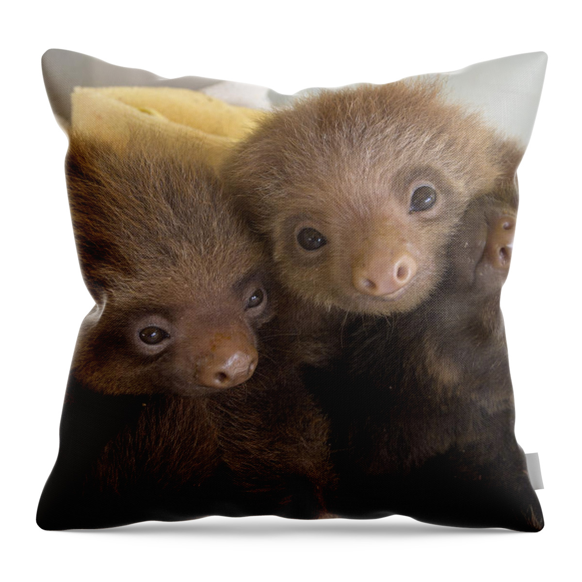 Mp Throw Pillow featuring the photograph Hoffmanns Two-toed Sloth Choloepus by Suzi Eszterhas
