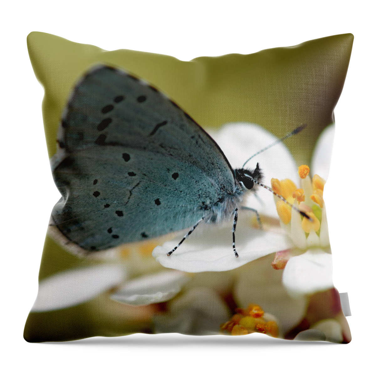 Holly Blue Butterfly Imago Throw Pillow featuring the photograph Holly Blue Butterfly by Ian Sanders