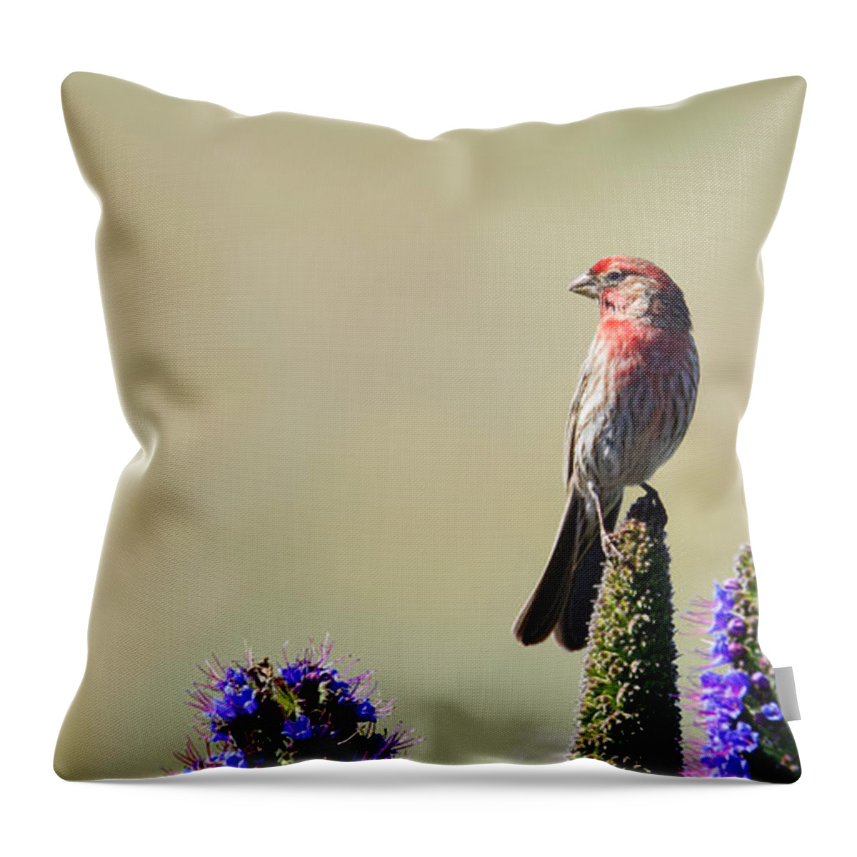 Animals Throw Pillow featuring the photograph Hollywood Finch -- House Finch in San Simeon, California by Darin Volpe