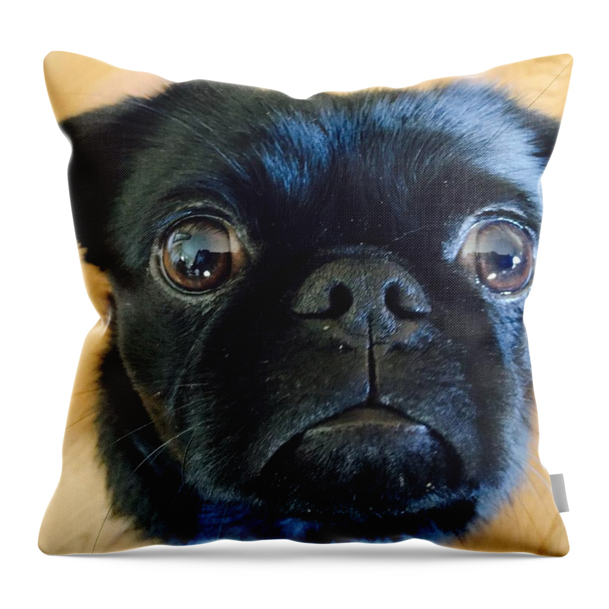 Pug Mix Throw Pillow featuring the photograph Honestly by Paula Brown