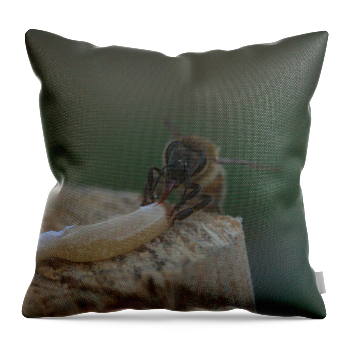 Honey Throw Pillow featuring the photograph Honey Bee by Natalie Hood
