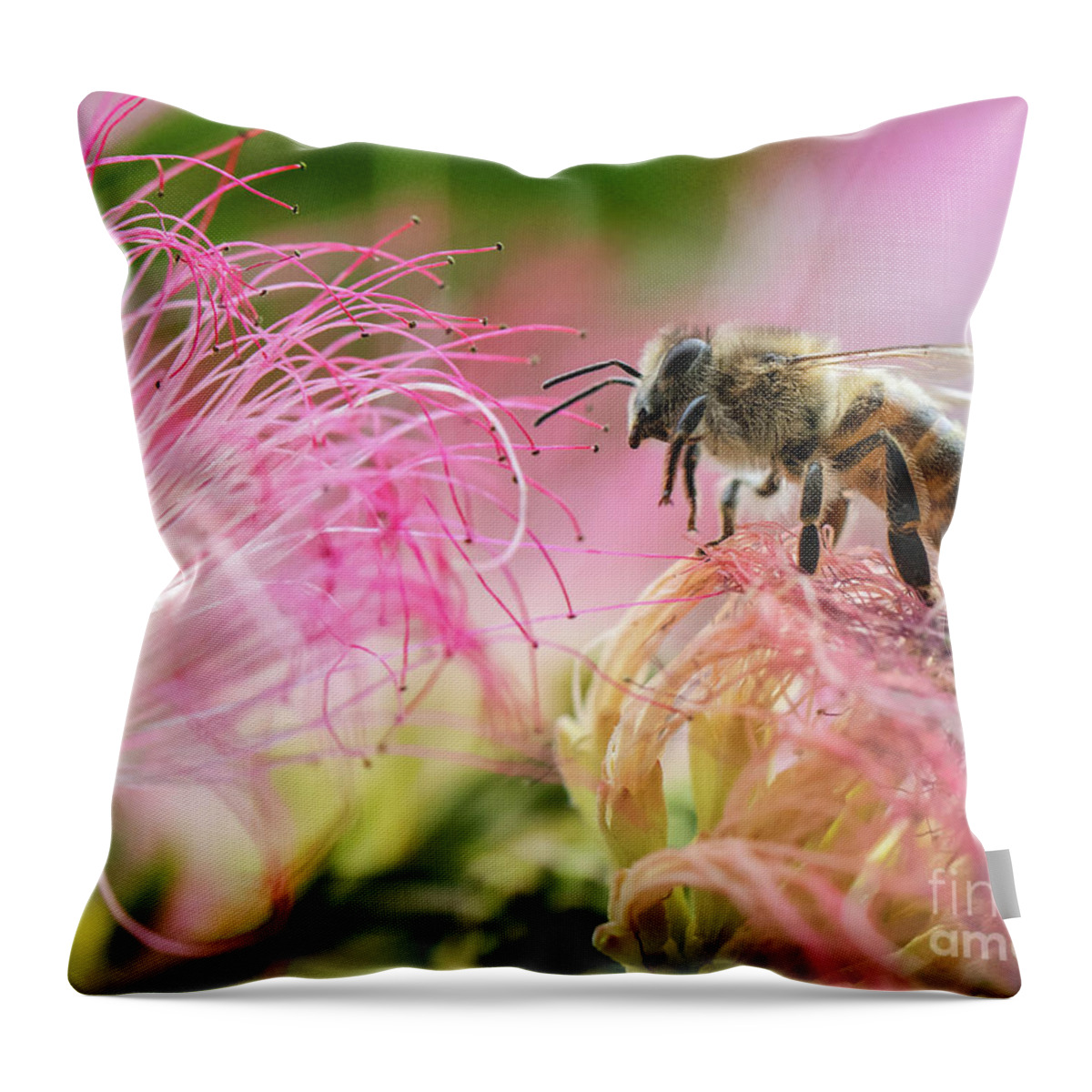 Honey Bee On Mimosa Flowerhoney Bee In The Pink Throw Pillow featuring the photograph Honey bee On Mimosa Flower by Mitch Shindelbower