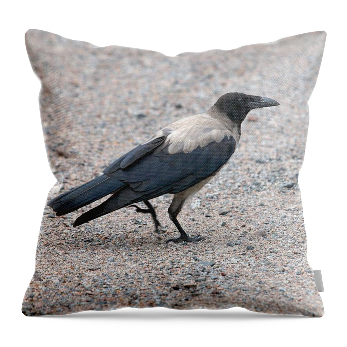 Lehtokukka Throw Pillow featuring the photograph Hooded Crow by Jouko Lehto