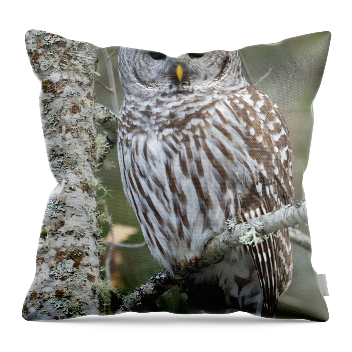 Barred Owl Throw Pillow featuring the photograph Hoot Hoot Hoot are You by Beve Brown-Clark Photography