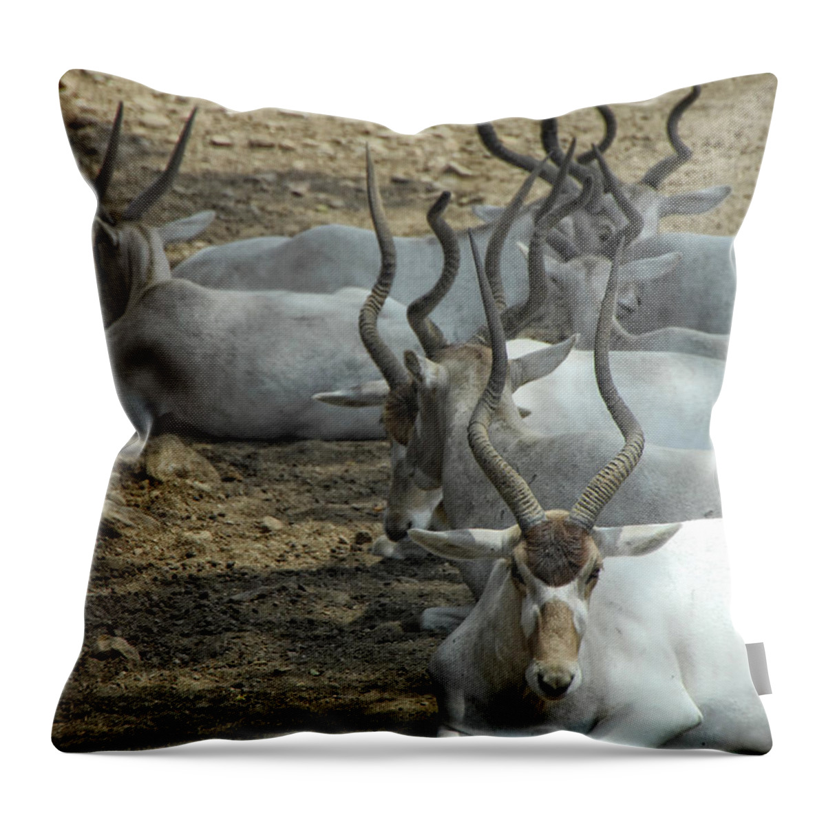 Addax Throw Pillow featuring the photograph Horney by Donna Blackhall