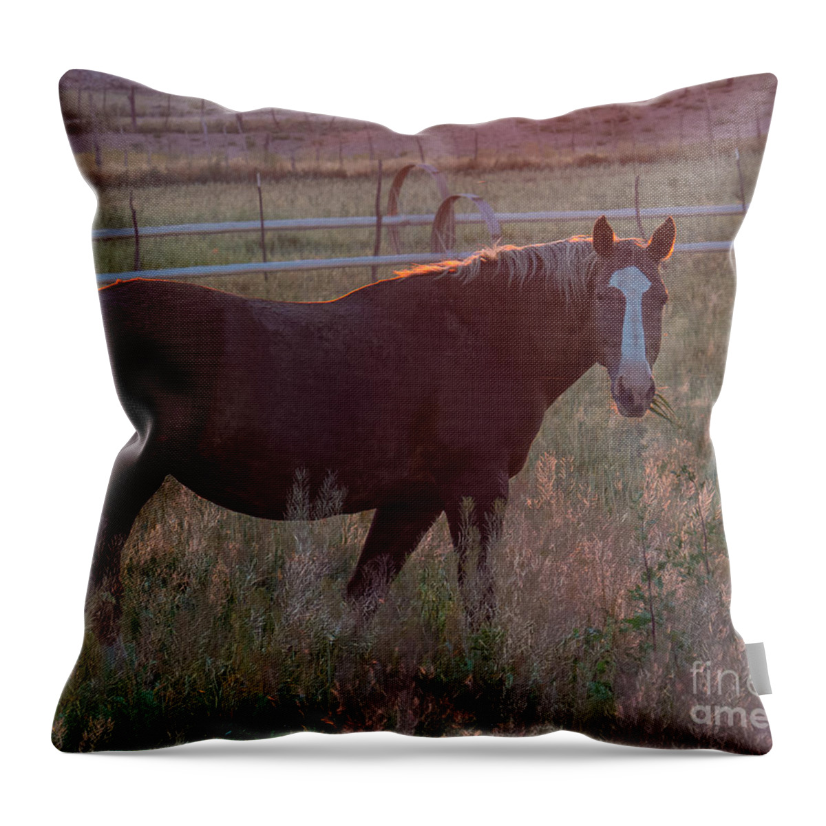 Nature Throw Pillow featuring the photograph Horses 2 by Christy Garavetto