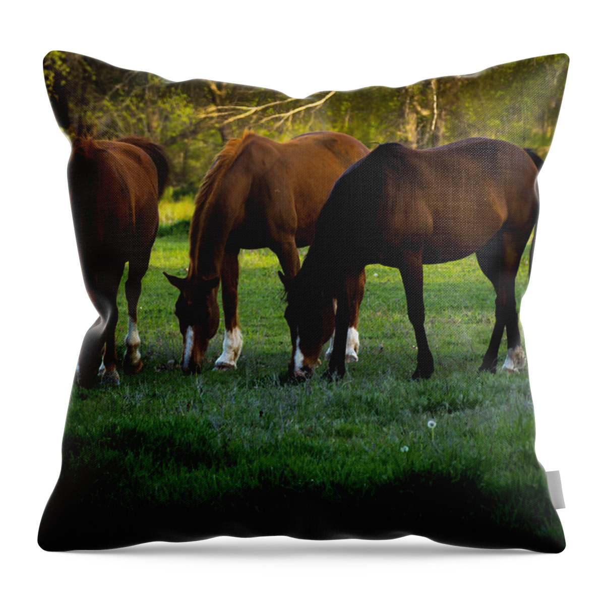 Jay Stockhaus Throw Pillow featuring the photograph Horses by Jay Stockhaus